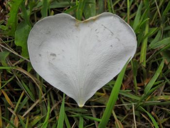 Close-up of heart shape leaf