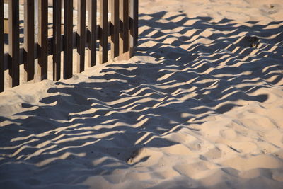 Close-up of bird on sand