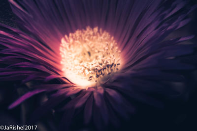 Close-up of flower