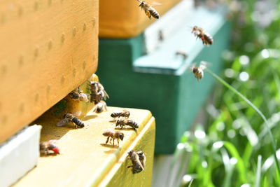 Close-up of bee flying