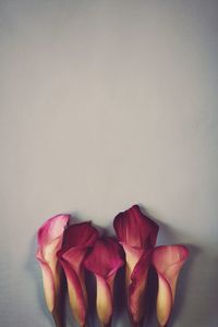 Close-up of pink cala lilies against white background