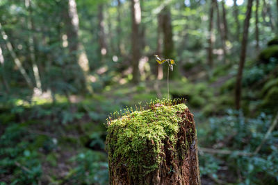 Close-up of moss on wood