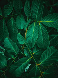 Full frame shot of fresh green leaves