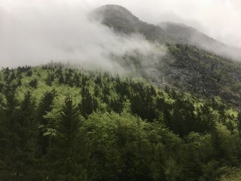 Scenic view of forest against sky