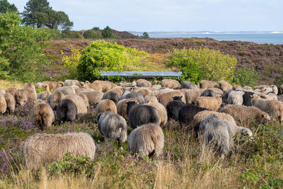 View of sheep on field