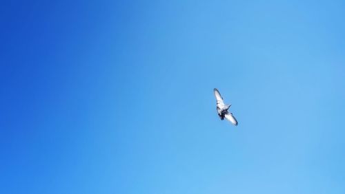 Low angle view of bird flying against clear blue sky