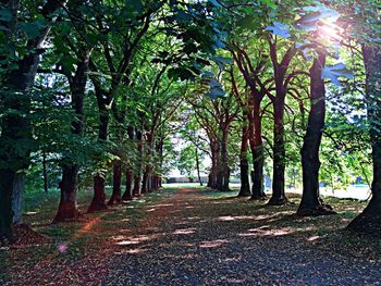 Road passing through forest