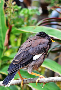 Close-up of bird perching on branch