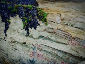 Plants growing in water