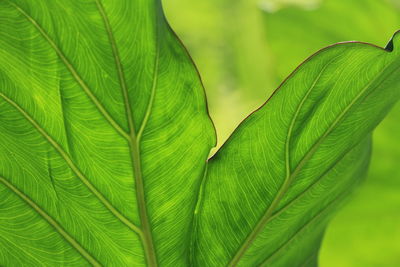 Close-up of green leaves