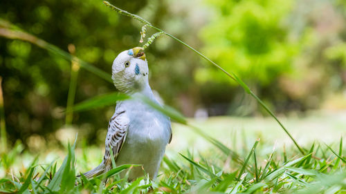 Close-up of a bird on field