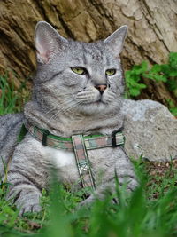 Portrait of a cat on field