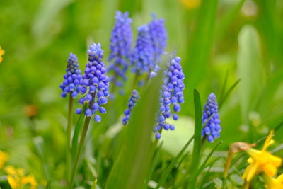 Close-up of purple flowers blooming outdoors