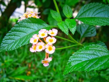 Close-up of fresh white flowers blooming outdoors