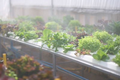 Potted plants in greenhouse