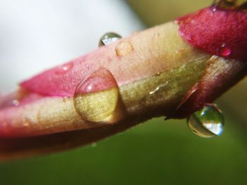 Close-up of wet red fruit on plant