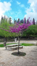 Flower trees in park against sky