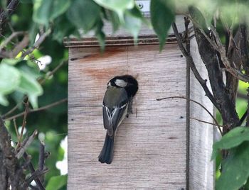 Close-up of bird perching on tree