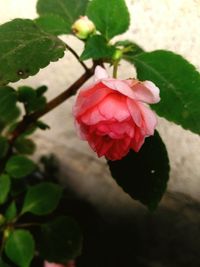 Close-up of pink hibiscus blooming outdoors