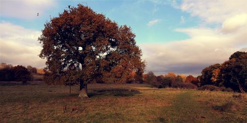 Trees on field against sky