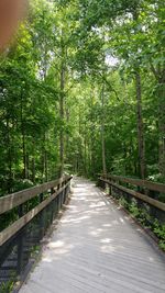 Footpath amidst trees in forest