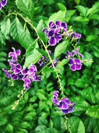 Close-up of purple flowers