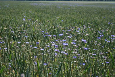 Close-up of purple flowering plants on field