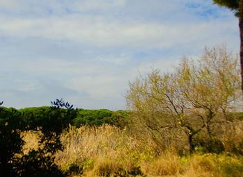 Scenic view of trees growing on field against sky