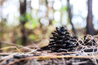 Close up of tree