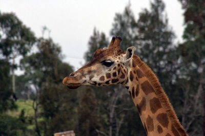 Close-up of giraffe