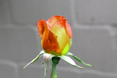 Close-up of wilted rose