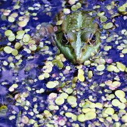 Close-up of frog in water