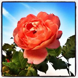 Close-up of pink flower