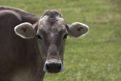 Portrait of a high yielding cow on a meadow in bavaria, germany