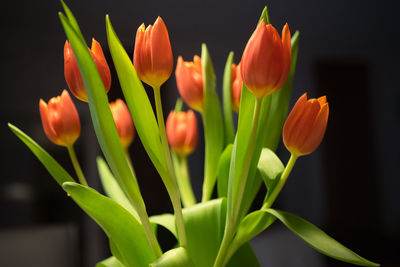 Close-up of tulips blooming outdoors