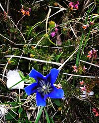 Close-up of blue flower