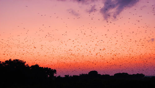 Silhouette birds flying against sky at dusk