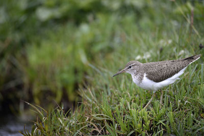 Close-up of bird on grass