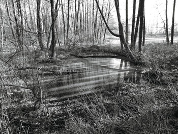 Scenic view of lake in forest