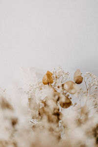 Close-up of dry flowers on field