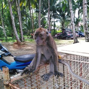 Monkey sitting on tree