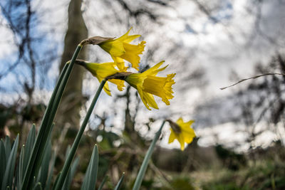 Close-up of yellow daffodil blooming against sky