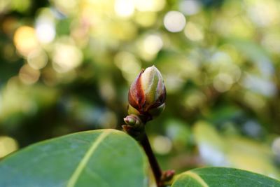 Close-up of flower bud growing outdoors