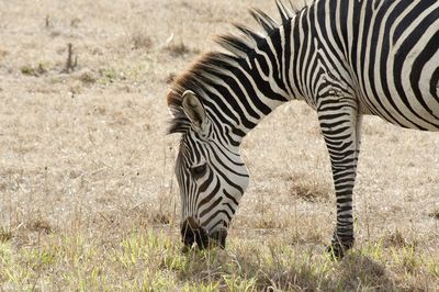 Zebra grazing on field