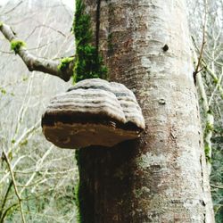 Close-up of mushroom growing on tree trunk