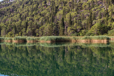 Scenic view of lake amidst trees in forest