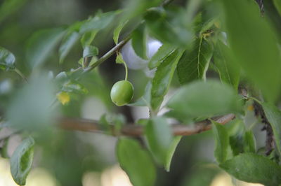 Close-up of fruit growing on tree