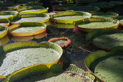 Jardin botanique 