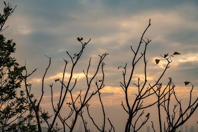 Silhouette plants against sky at sunset