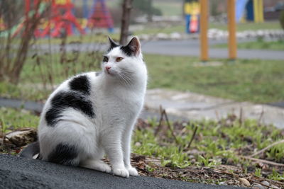 White cat sitting on road